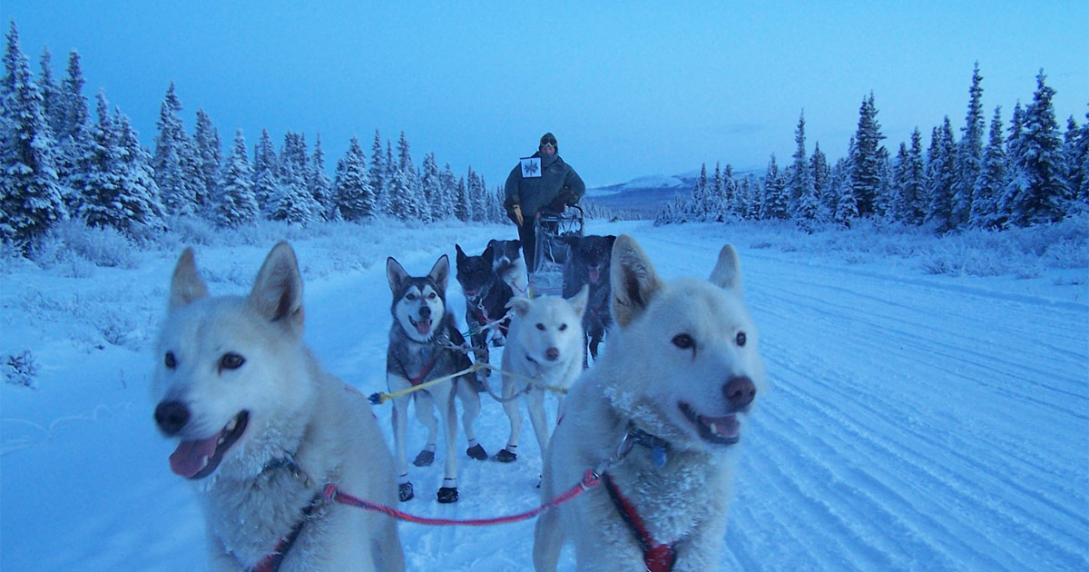 Iditarod Sled Dog Race: The Last Great Race on Earth