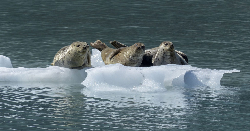 Seals In Alaska