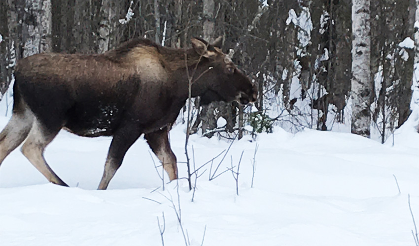 Alaska Moose