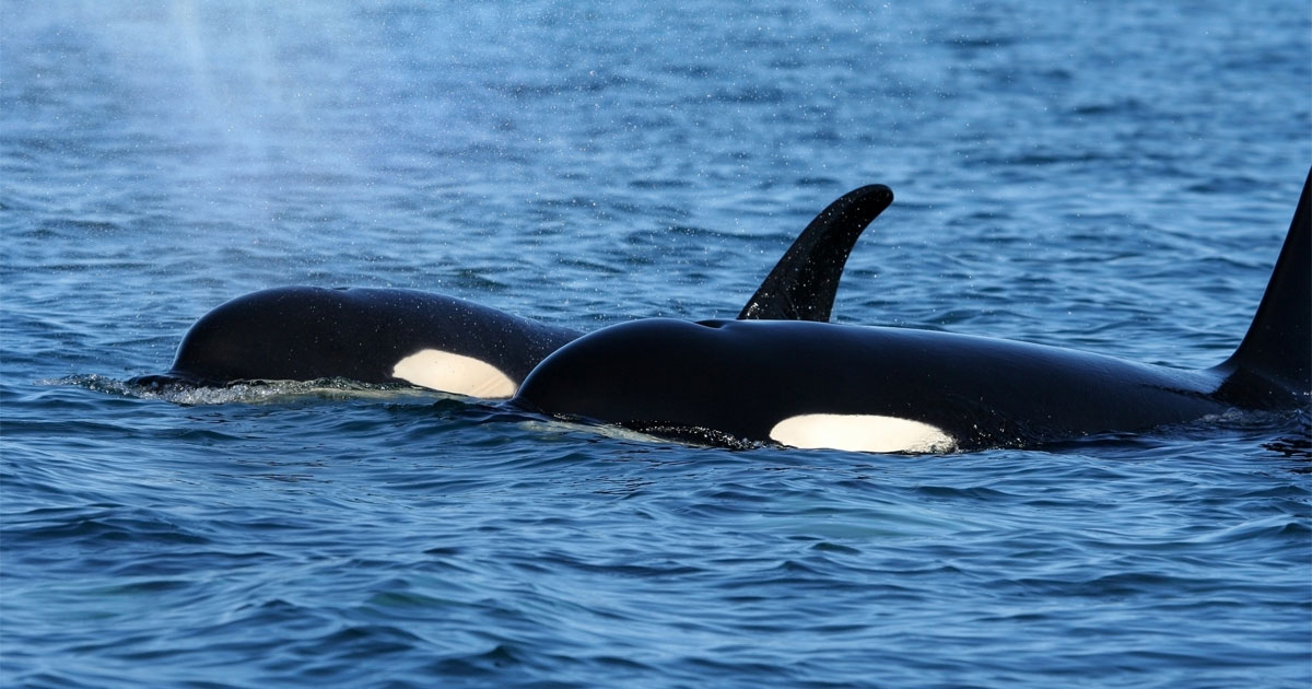 Alaska Whales