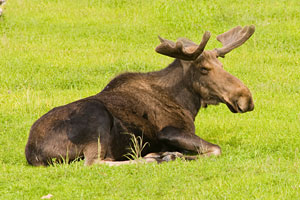 Alaskan Moose