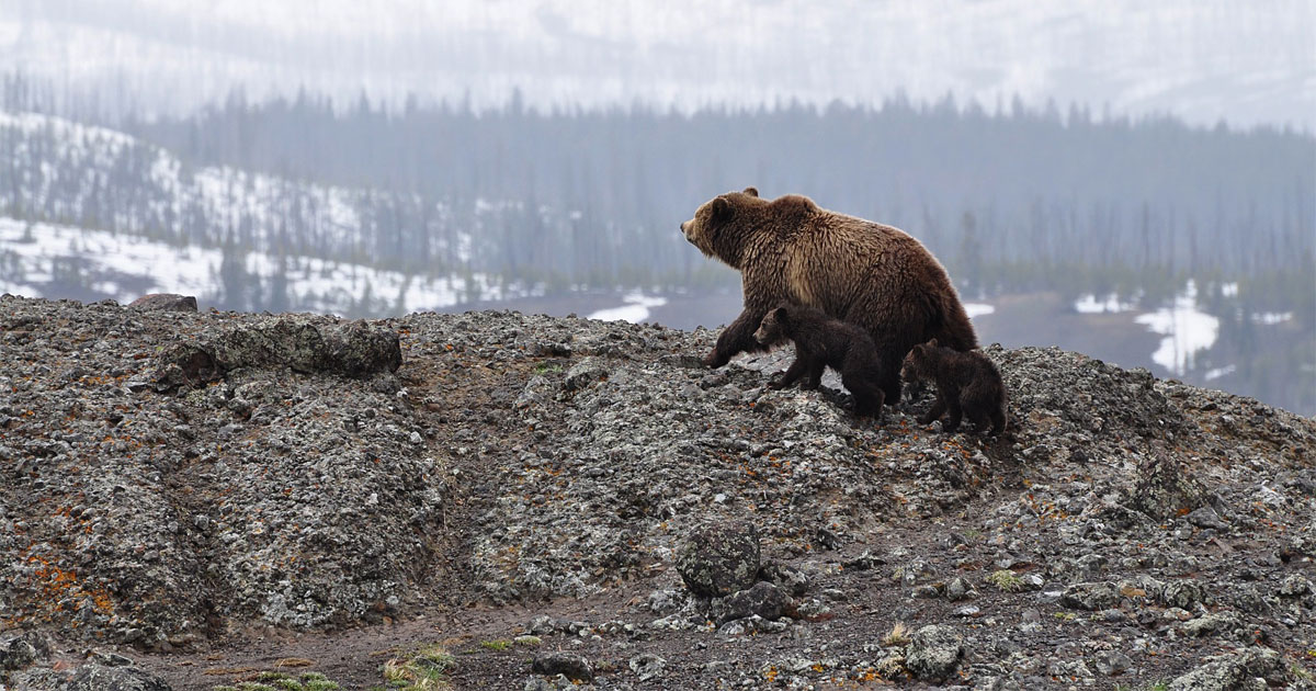 Bears in Alaska