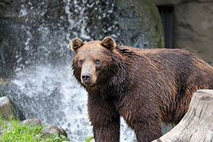 Grizzly Bear