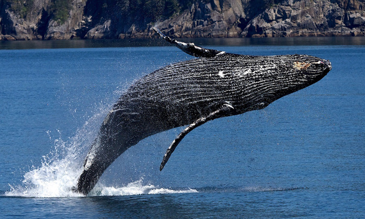 Humpback Whale