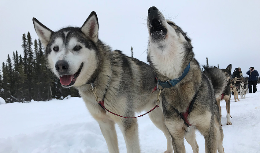 Iditarod Dogs