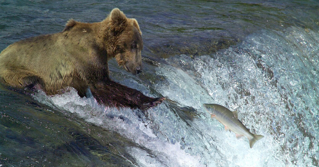 Kodiak Brown Bear